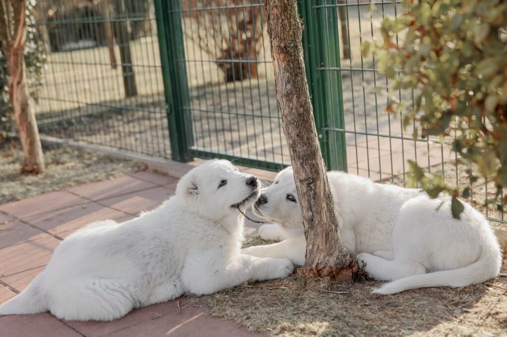 Central Asian Shepherd Dog puppy. White puppy. Dog litter. Kennel. Gigant dog breed puppy