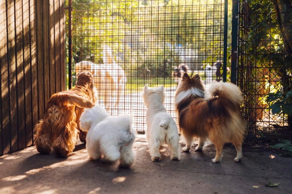 Dogs looking through fence